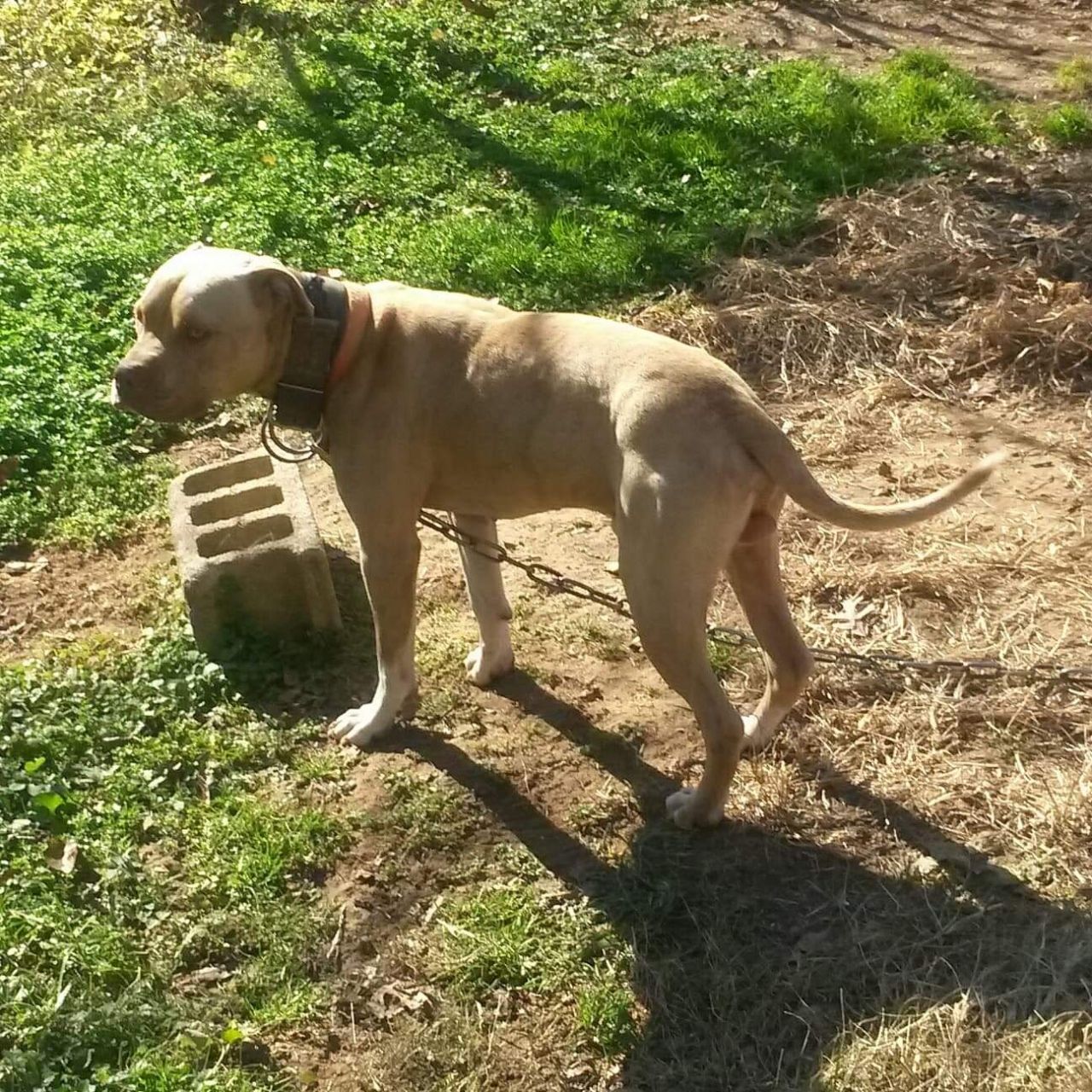 Photo of the dog