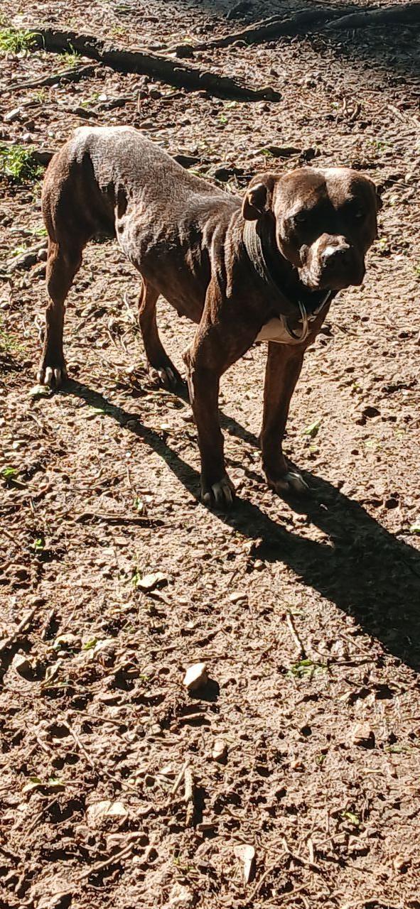 Photo of the dog
