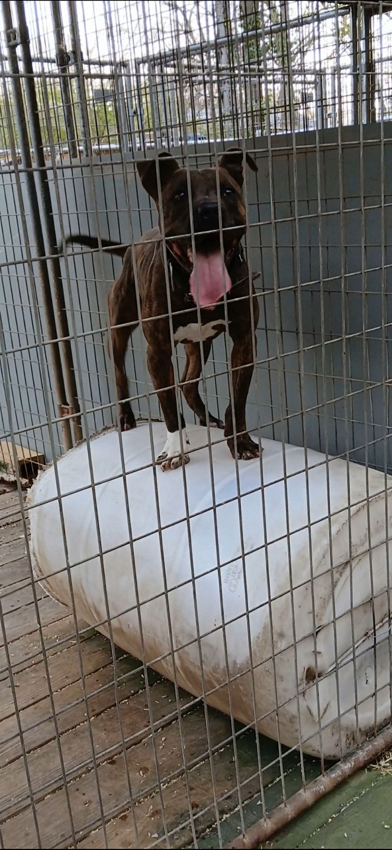 Photo of the dog