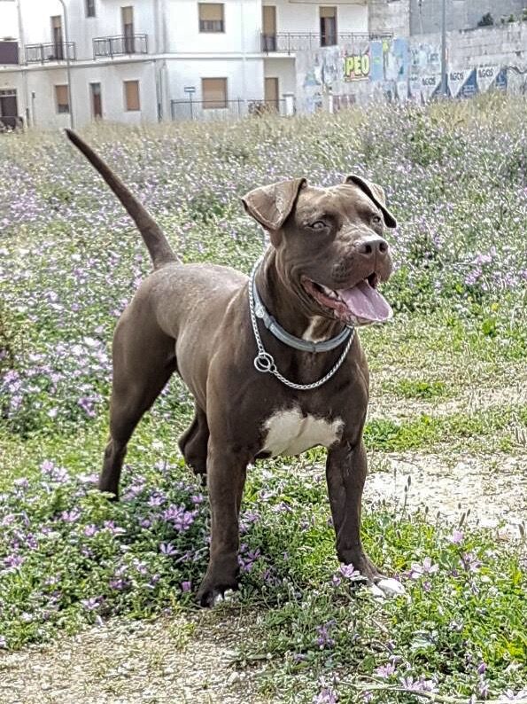 Photo of the dog