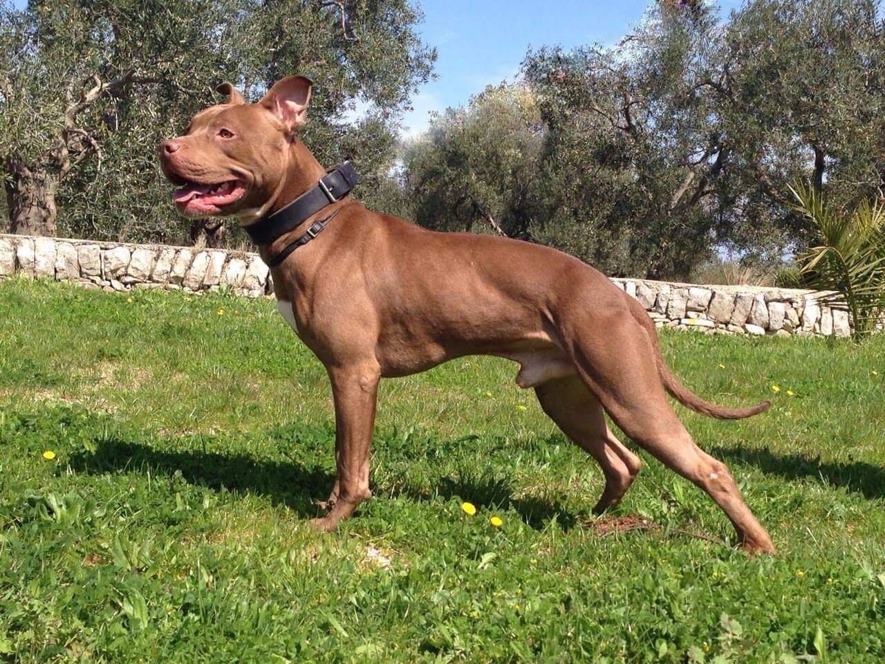 Photo of the dog
