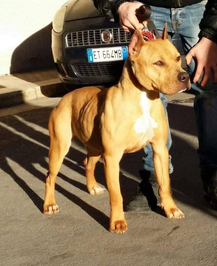 Photo of the dog