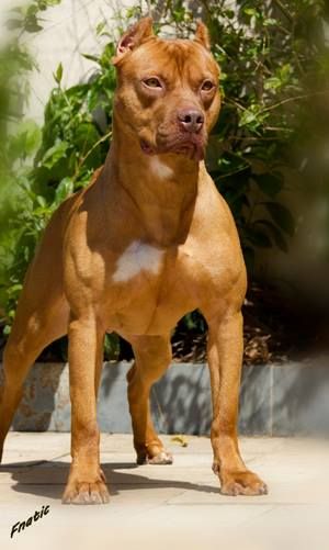 Photo of the dog