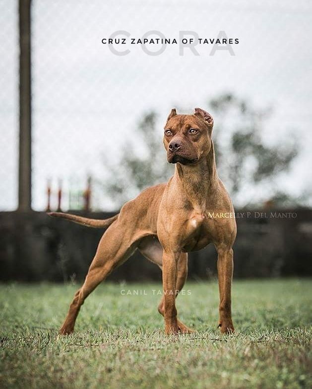 Photo of the dog