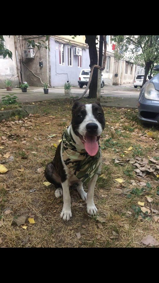 Photo of the dog