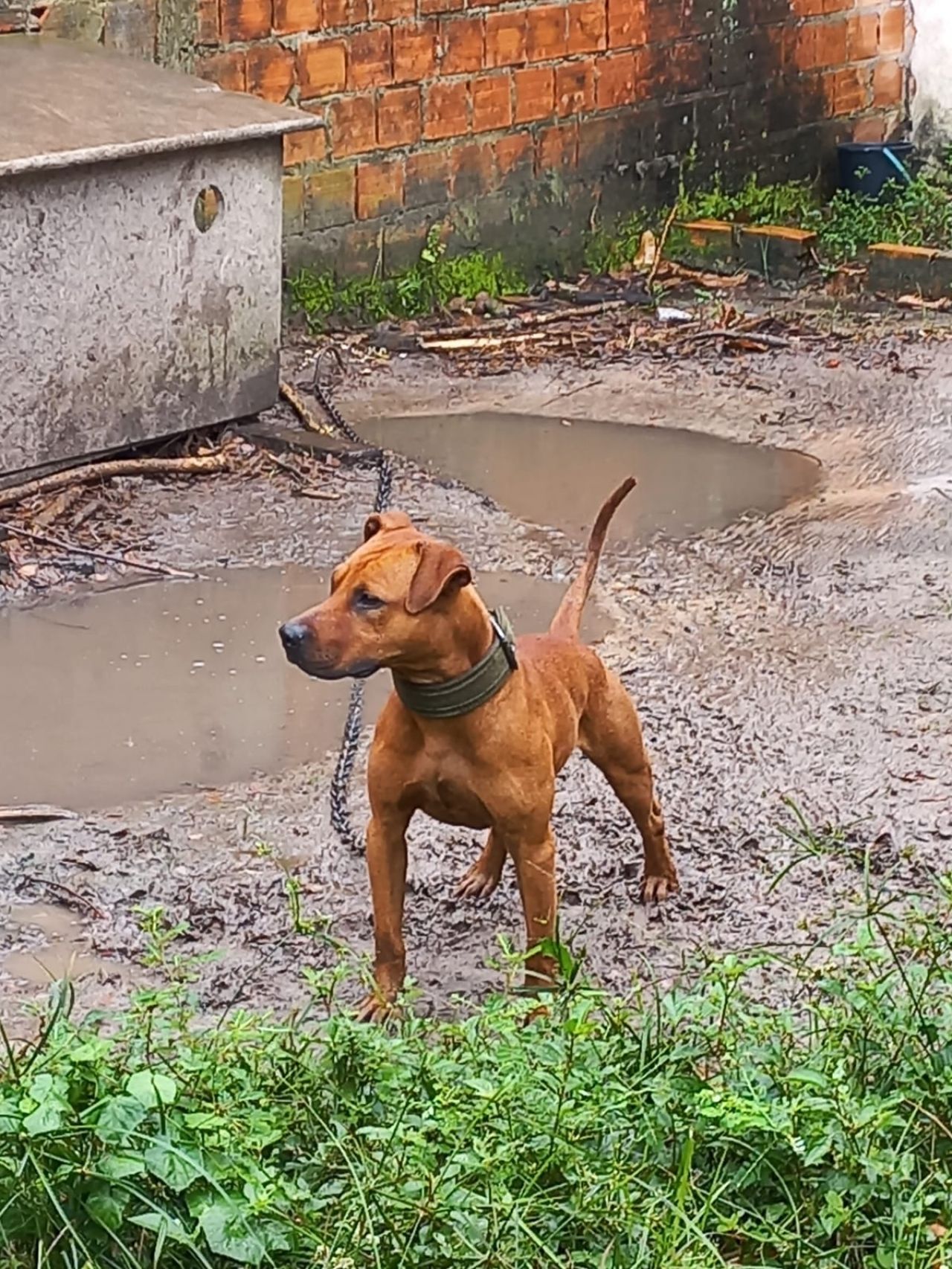 Photo of the dog