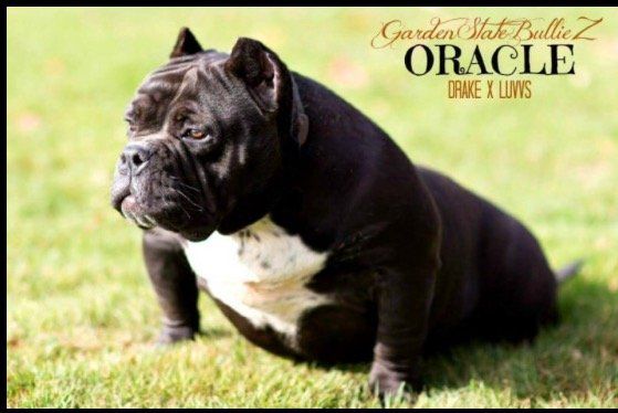 Photo of the dog