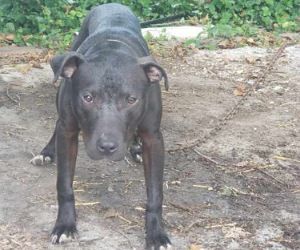 Photo of the dog