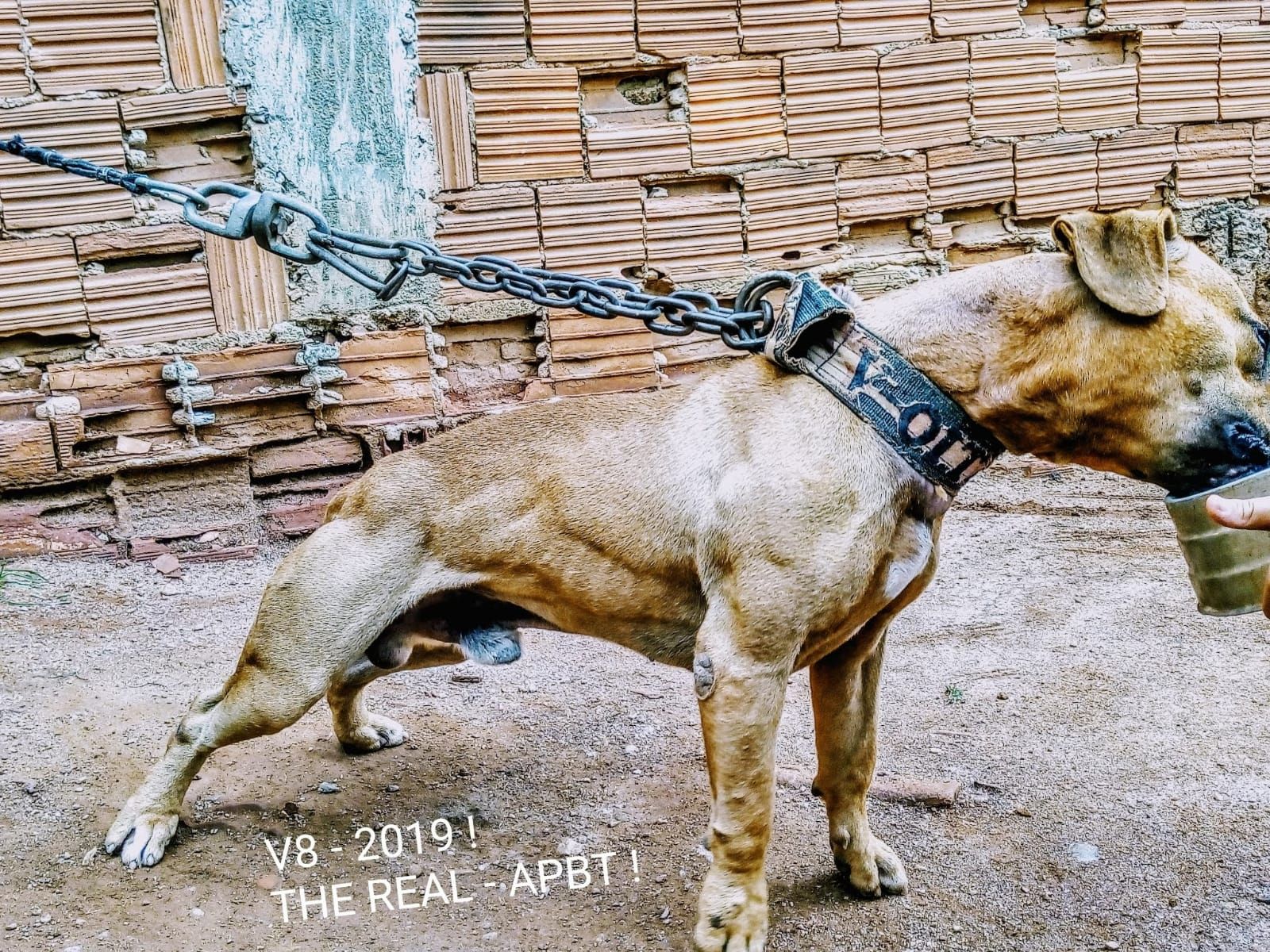 Photo of the dog