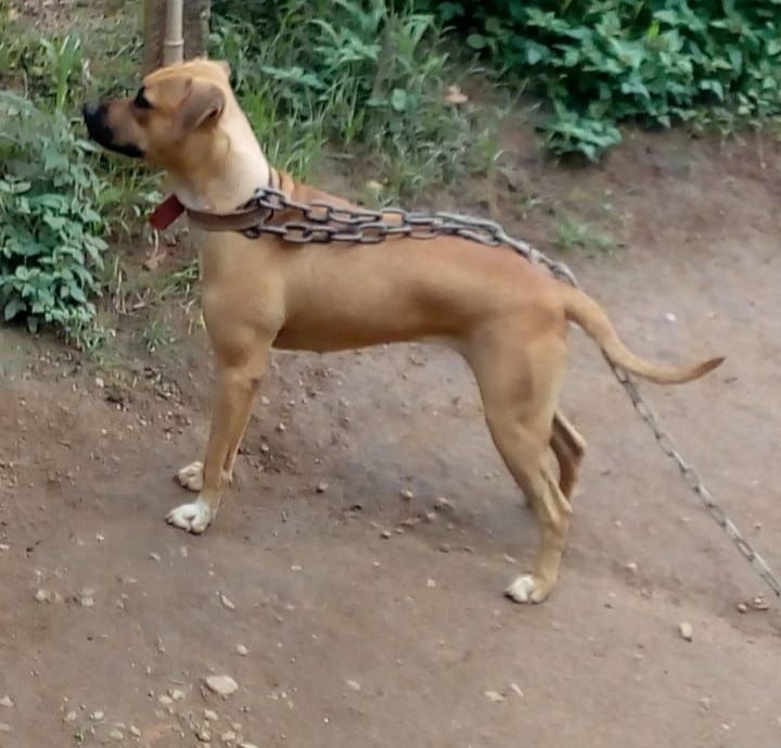 Photo of the dog