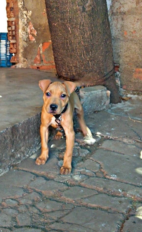 Photo of the dog