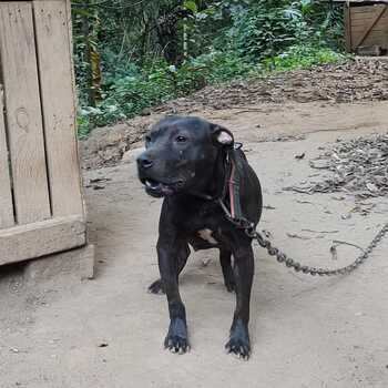 Photo of the dog