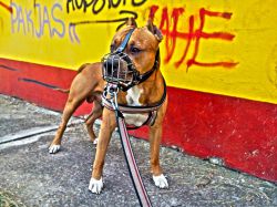 Photo of the dog