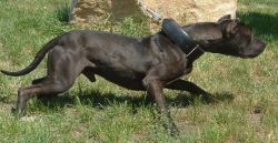 Photo of the dog