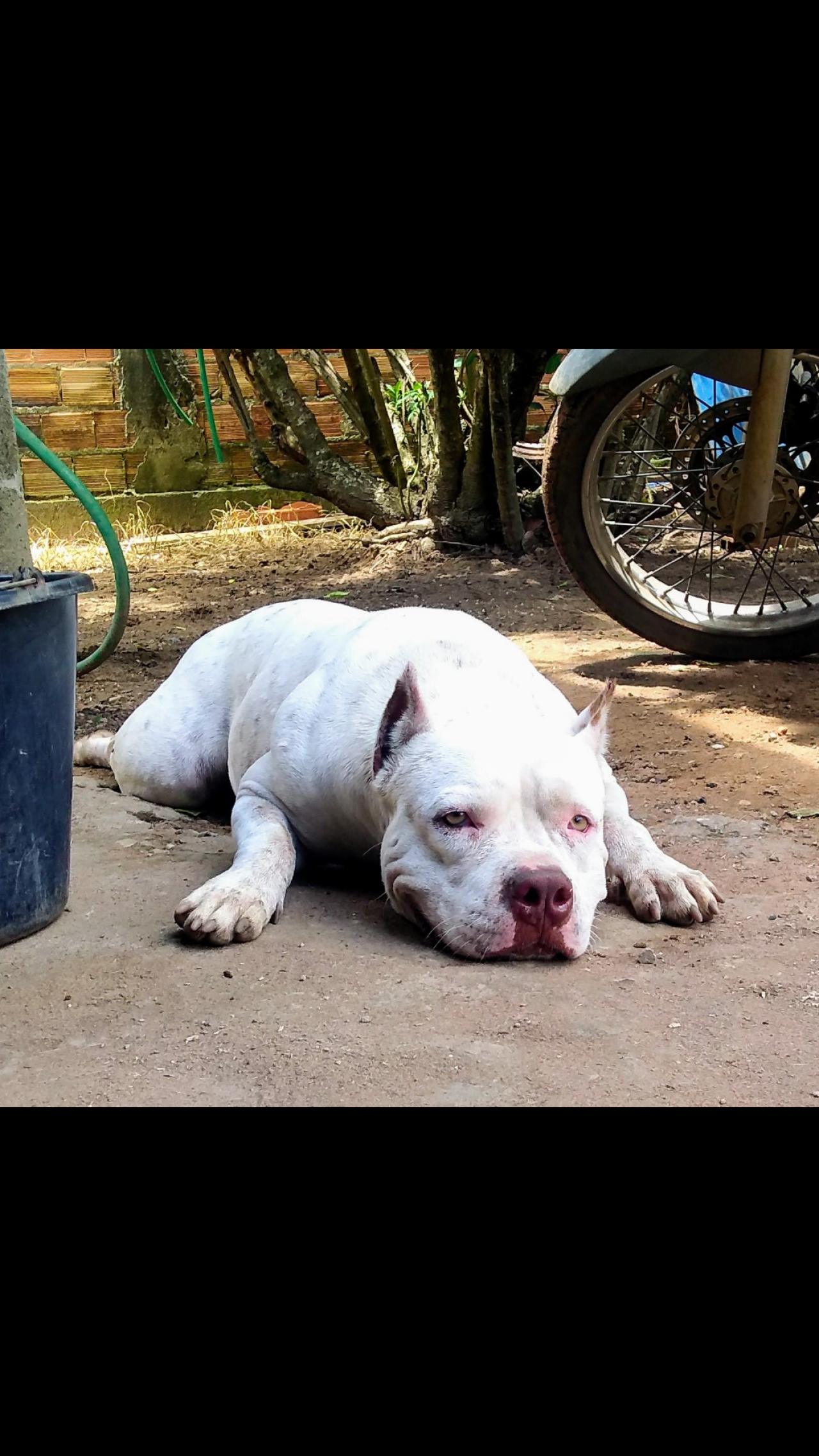 Photo of the dog