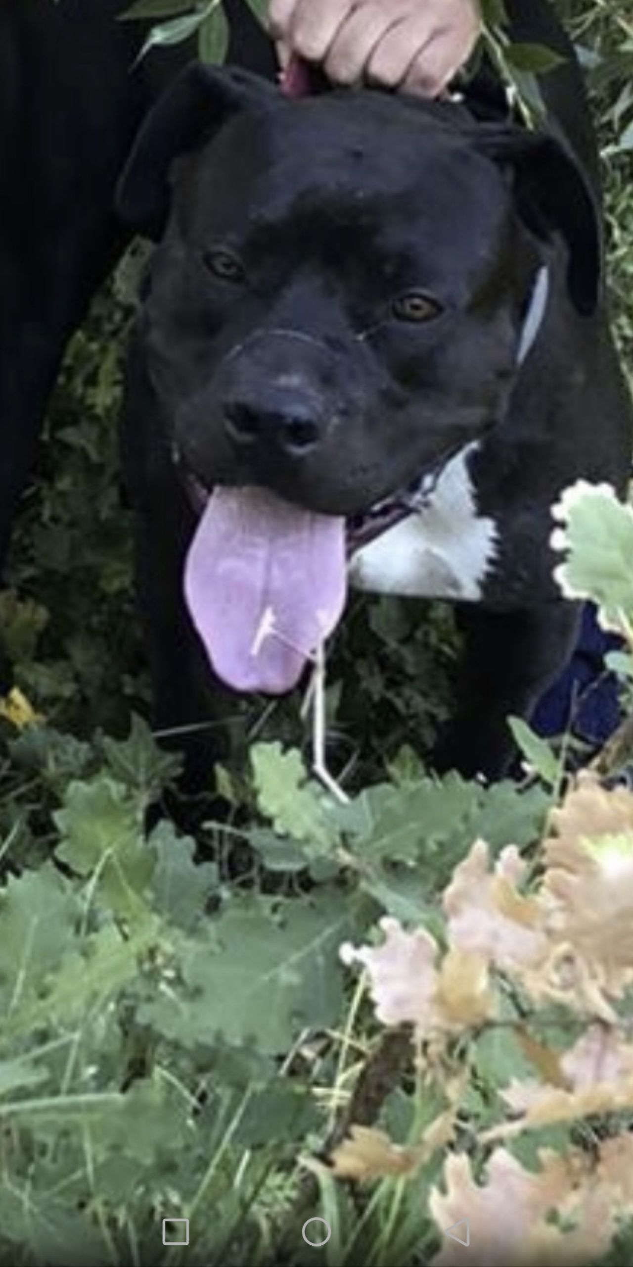 Photo of the dog