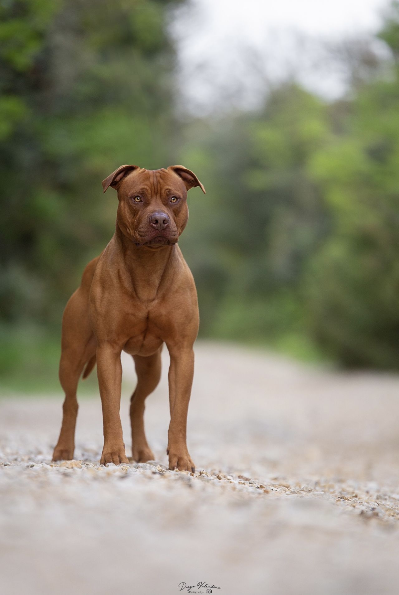 Photo of the dog