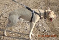 Photo of the dog