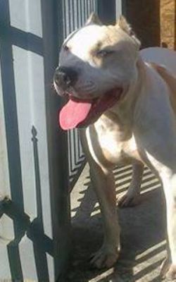 Photo of the dog