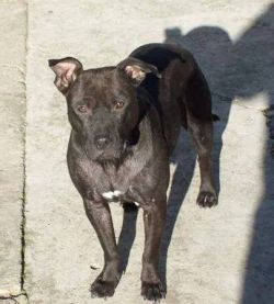 Photo of the dog