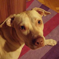 Photo of the dog