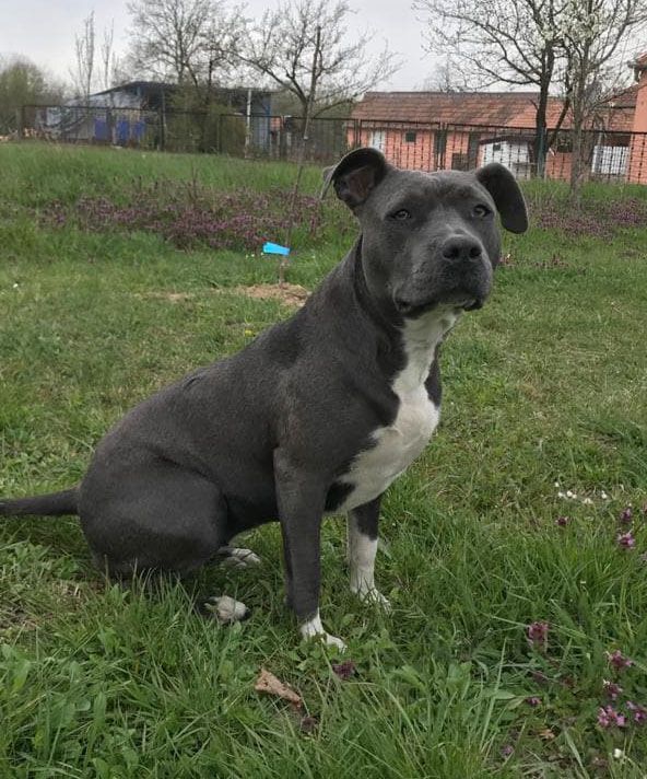 Photo of the dog