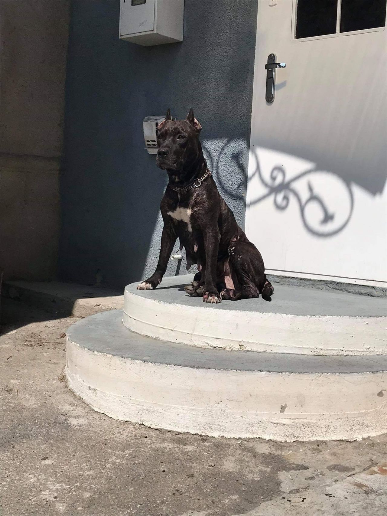Photo of the dog