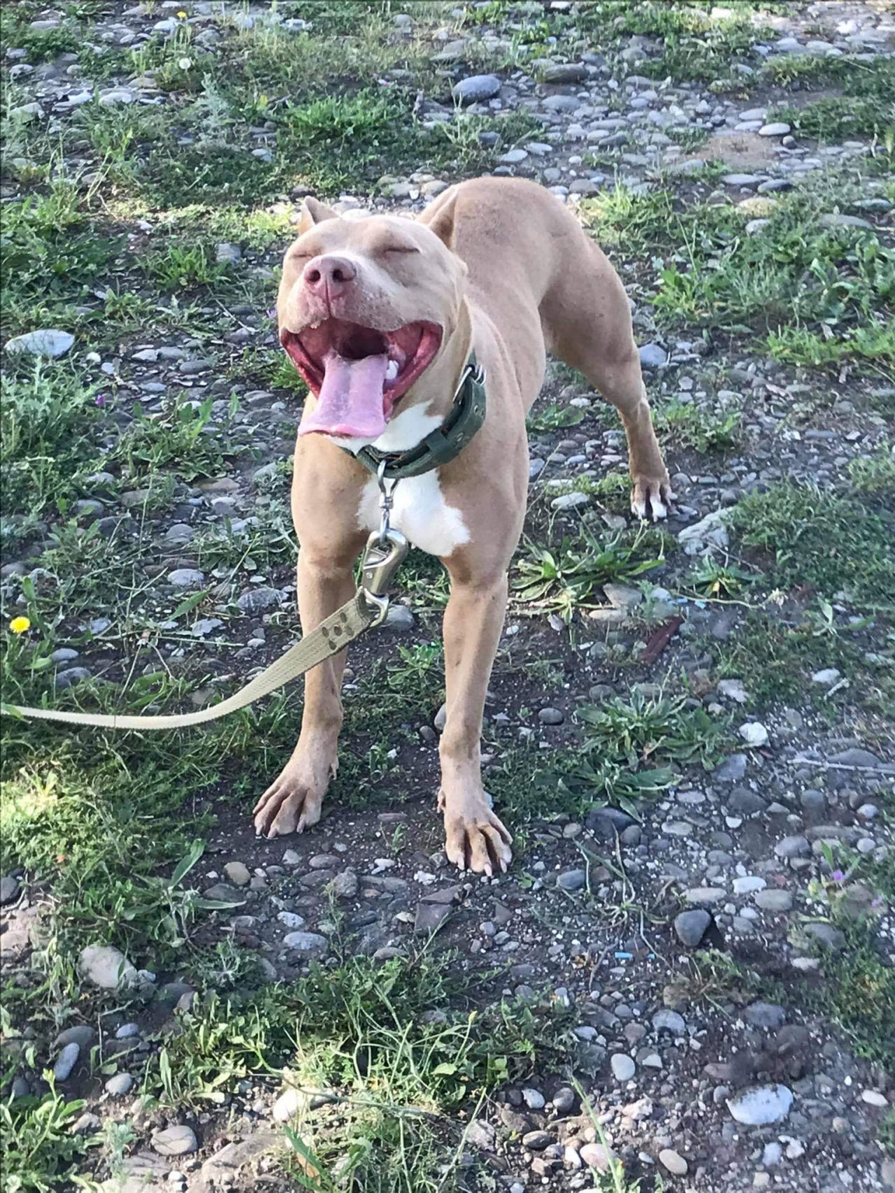 Photo of the dog
