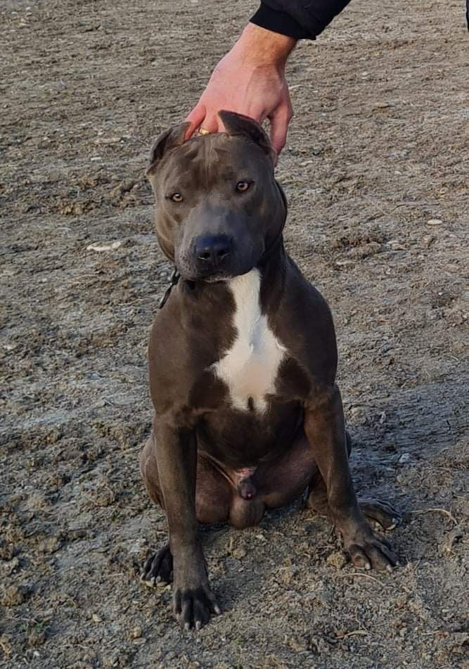 Photo of the dog