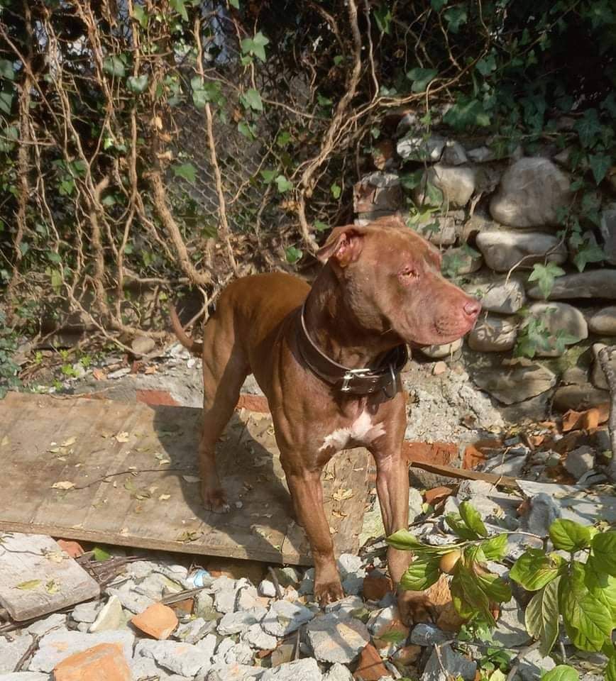 Photo of the dog