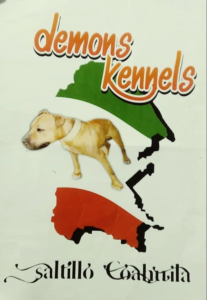 Photo of the dog