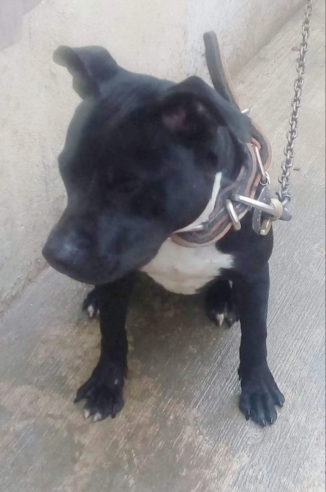 Photo of the dog