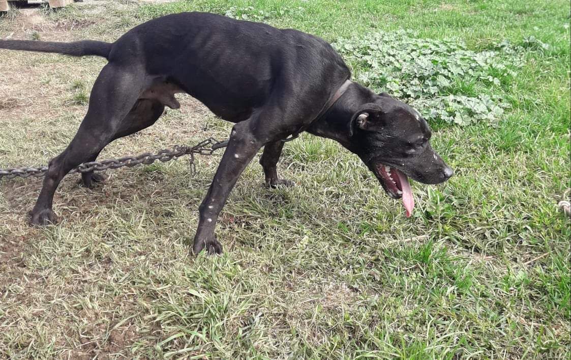 Photo of the dog