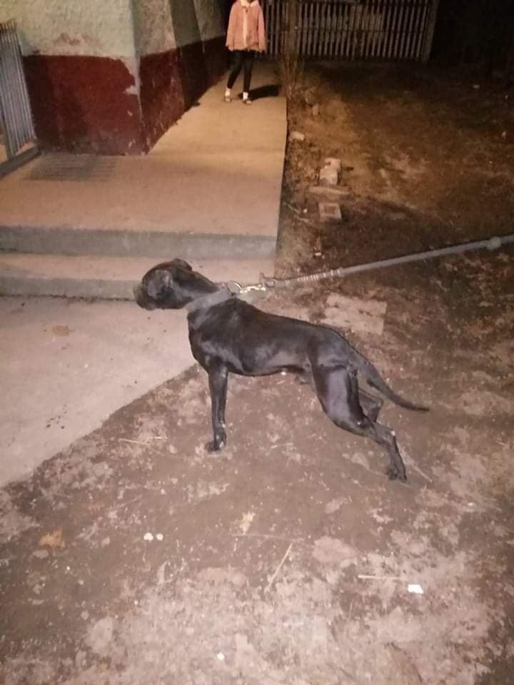 Photo of the dog