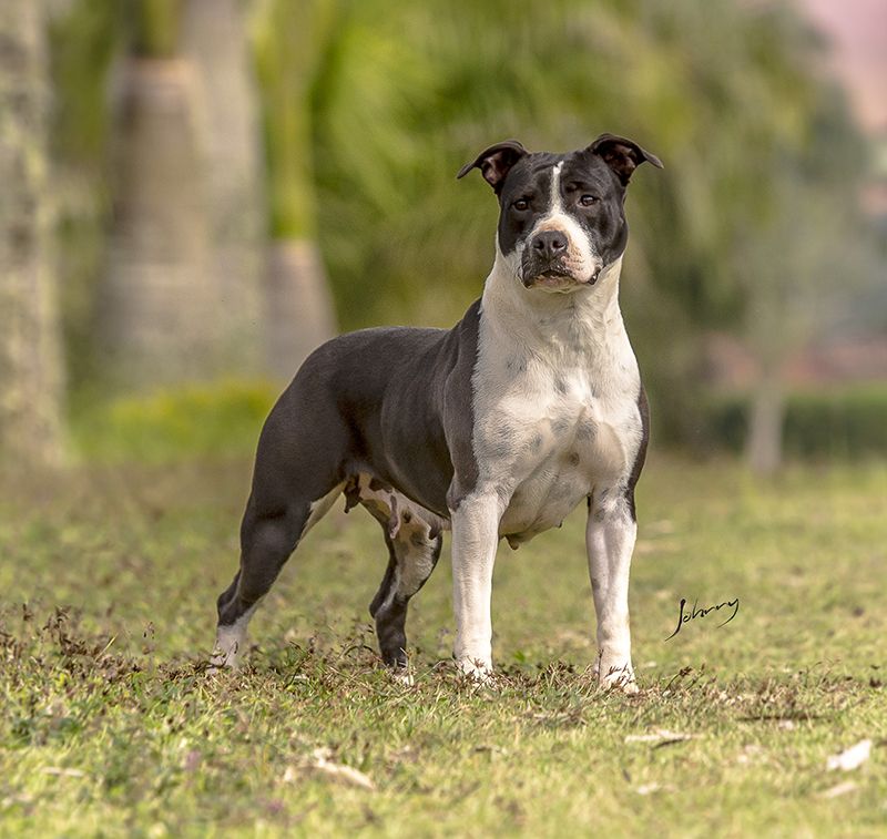 Photo of the dog