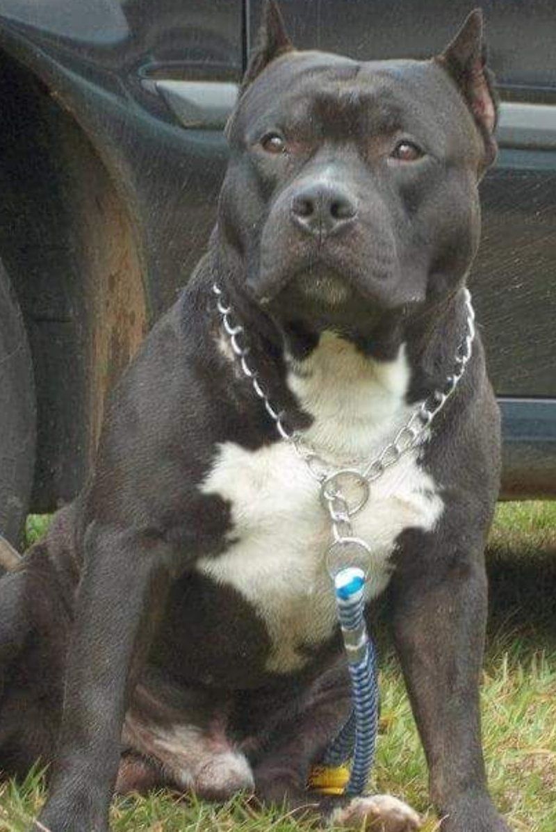 Photo of the dog