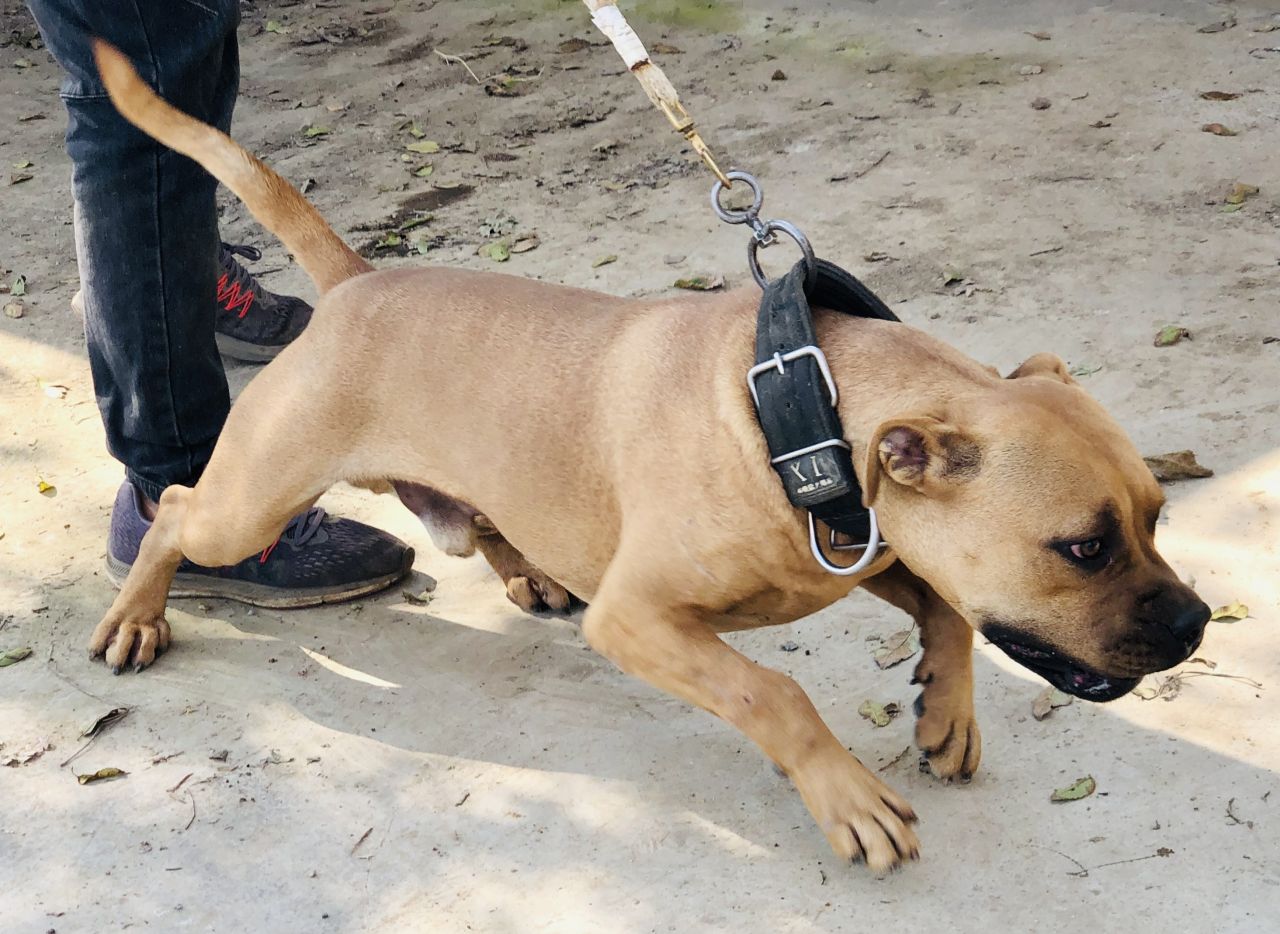 Photo of the dog