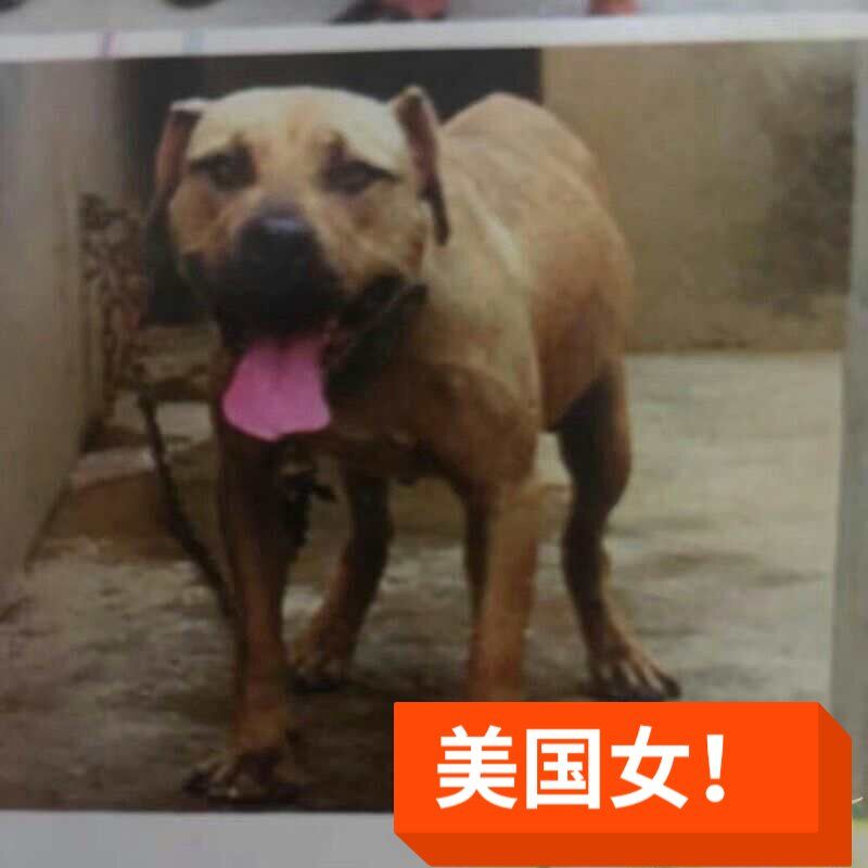 Photo of the dog