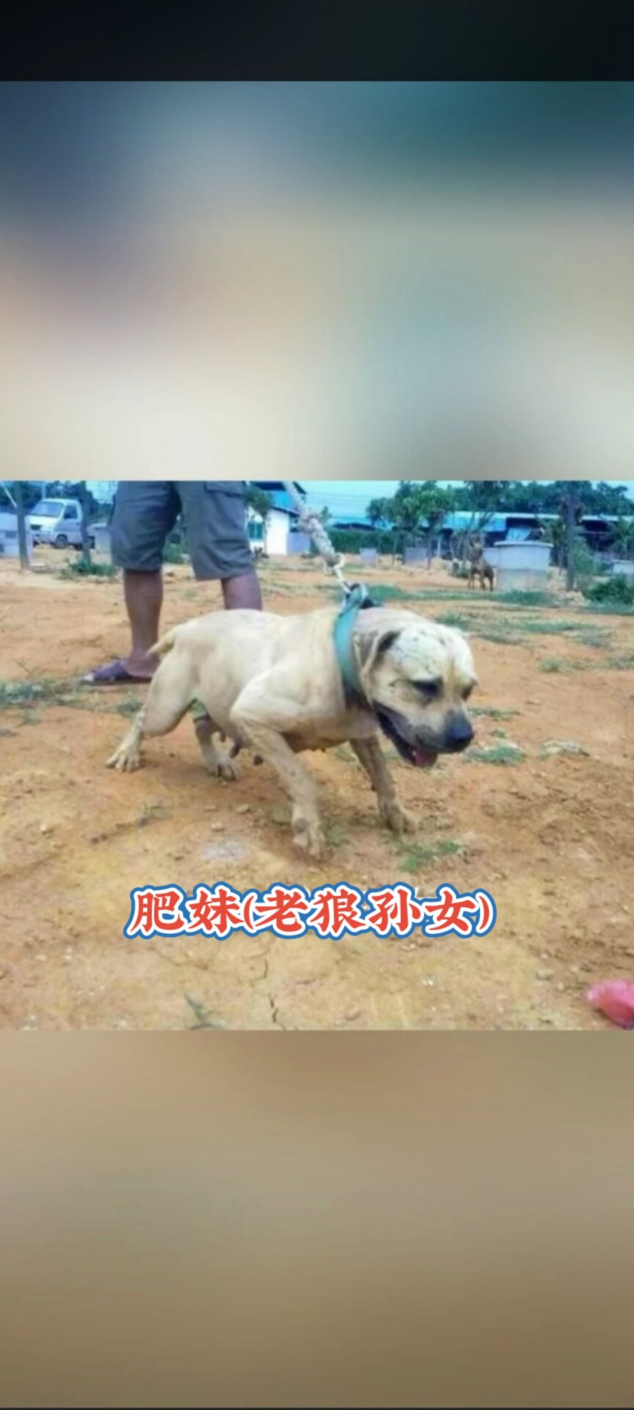 Photo of the dog