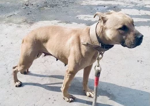 Photo of the dog