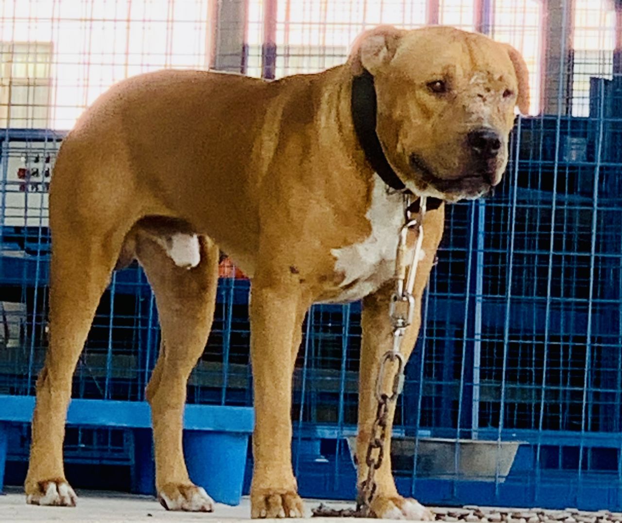 Photo of the dog