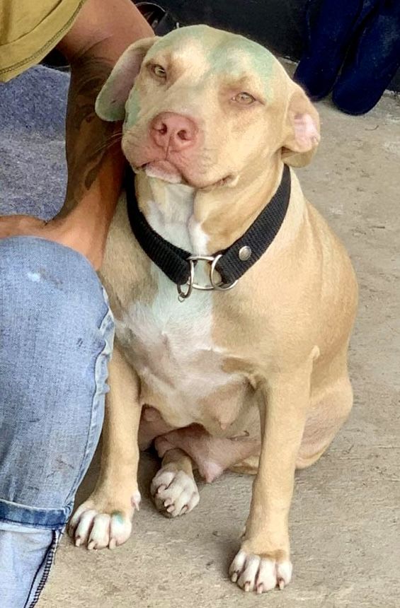 Photo of the dog