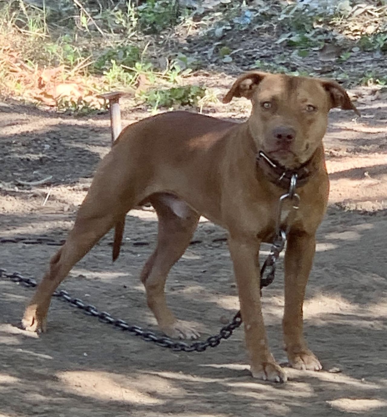 Photo of the dog