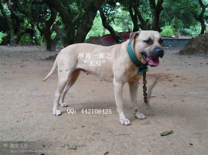 Photo of the dog
