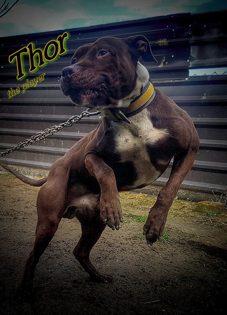 Photo of the dog