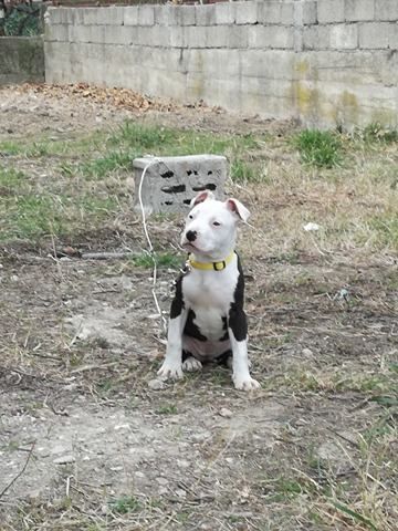 Photo of the dog