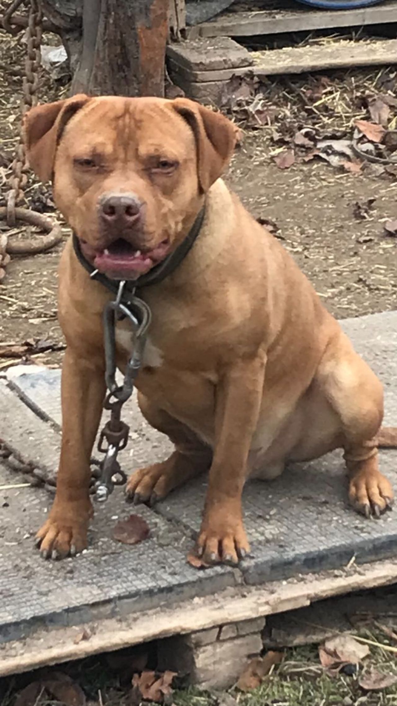 Photo of the dog
