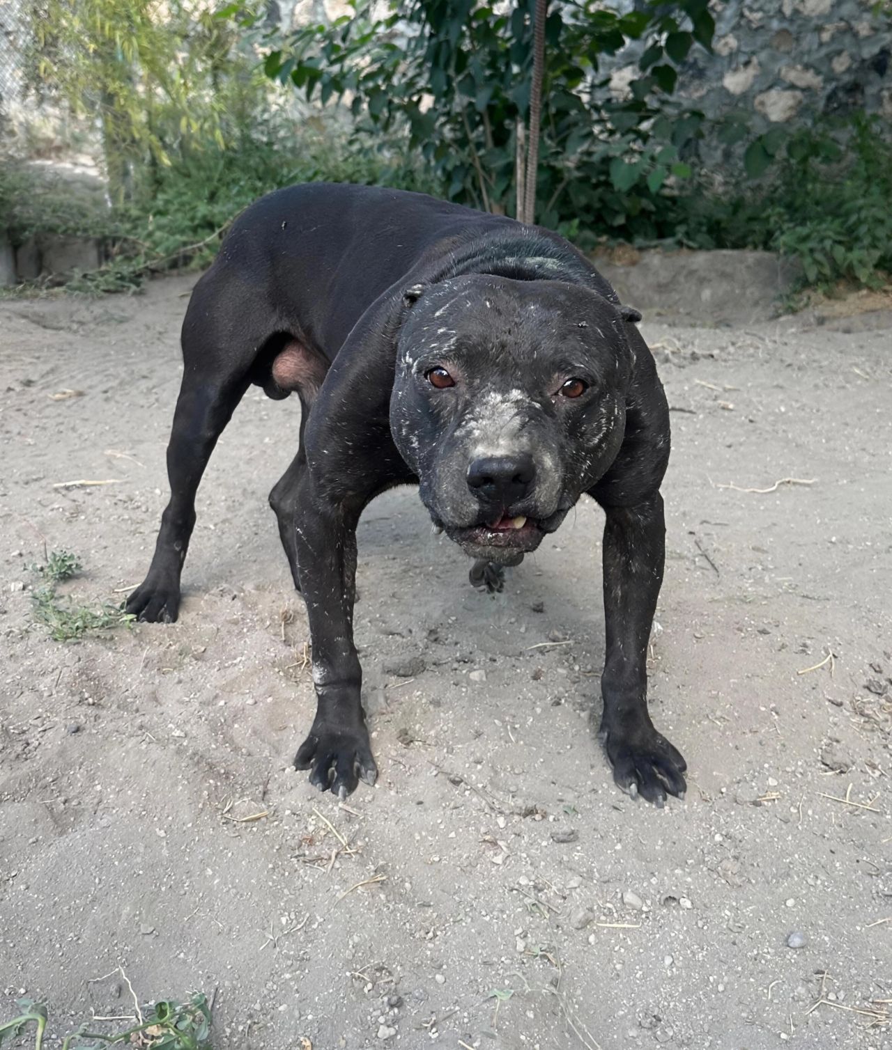 Photo of the dog