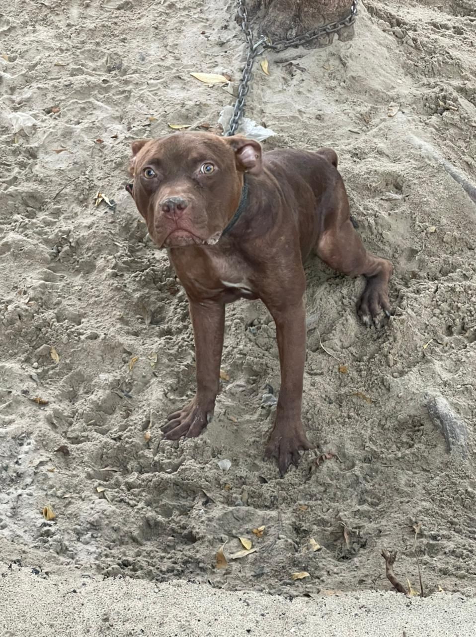 Photo of the dog