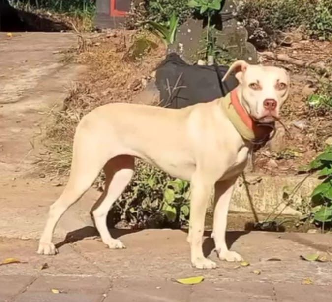 Photo of the dog